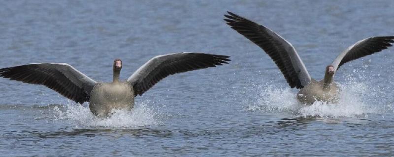 大雁鹅介绍，大雁鹅体背呈灰褐色