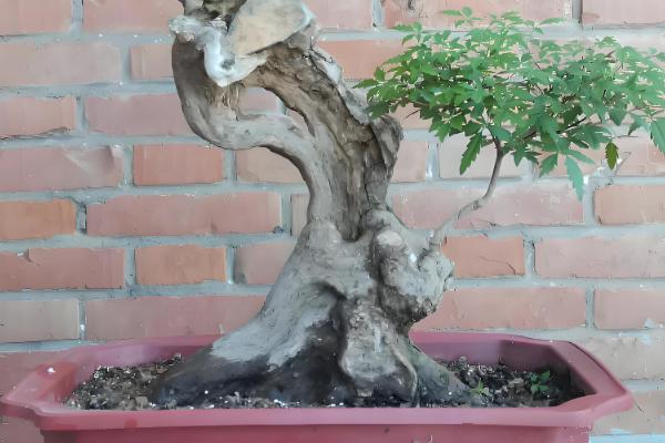 生桩如何快速生根,种植前要修剪消毒并涂抹草木灰