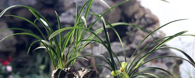 兰花的种植方法，选择比较深的瓦盆