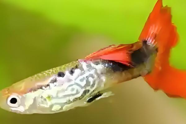 孔雀鱼得针尾病的原因及处理方法，可能是水质恶化所致