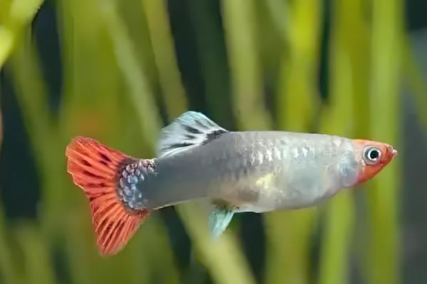 孔雀鱼得针尾病的原因及处理方法，可能是水质恶化所致