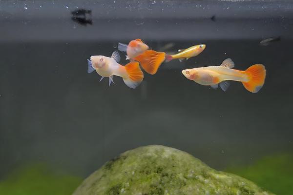 孔雀鱼得针尾病的原因及处理方法，可能是水质恶化所致