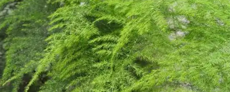 文竹有什么寓意,代表永恒、纯洁、长久等含义