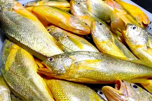 黄花鱼刺多吗，体内基本都是有刺的