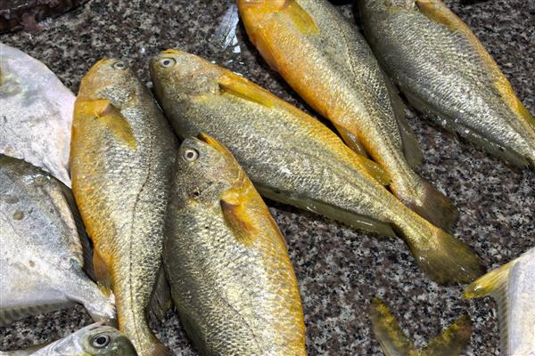 黄花鱼刺多吗，体内基本都是有刺的