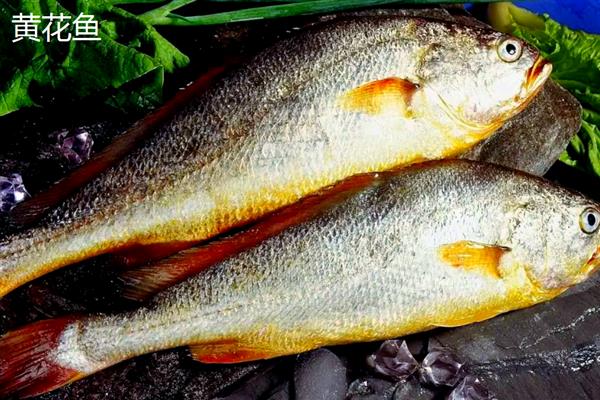 黄花鱼刺多吗，体内基本都是有刺的