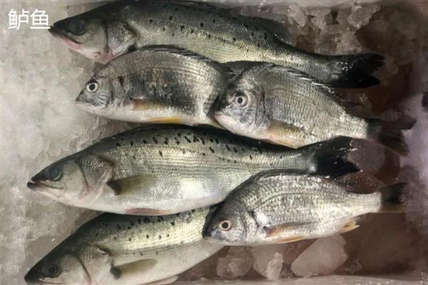 黄花鱼刺多吗，体内基本都是有刺的