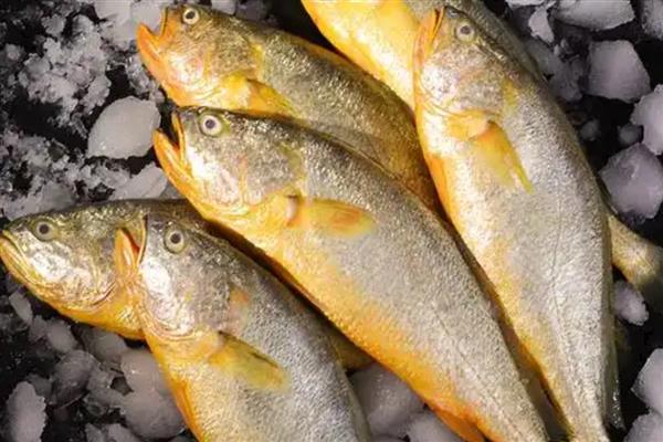 黄花鱼刺多吗，体内基本都是有刺的