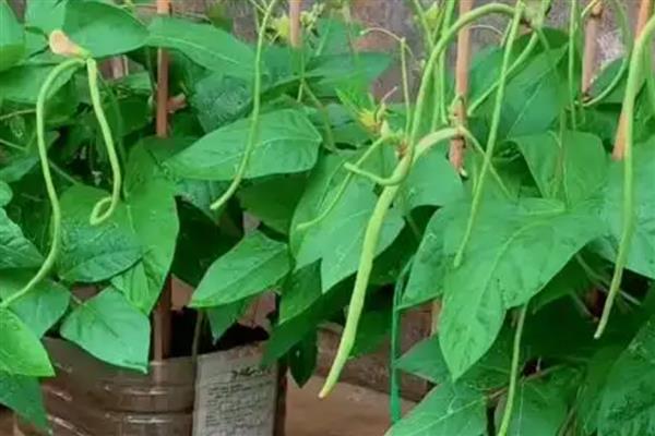 盆栽豆角要用多大的盆,可以用30厘米深的盆