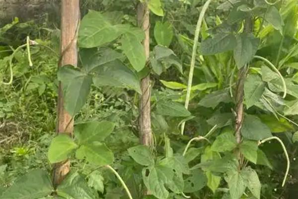 盆栽豆角要用多大的盆,可以用30厘米深的盆