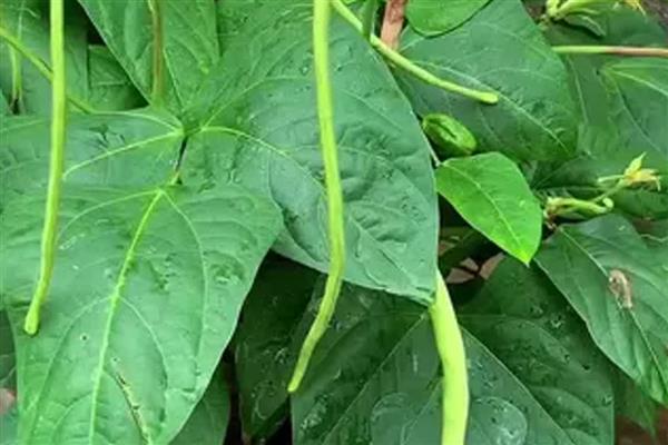 盆栽豆角要用多大的盆,可以用30厘米深的盆