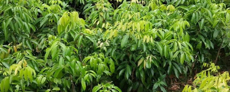 怎么选择荔枝苗，以下6种均可栽培