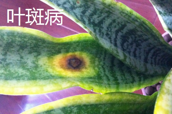 虎皮兰病虫害怎么防治,根据病虫害类型喷施对应药物