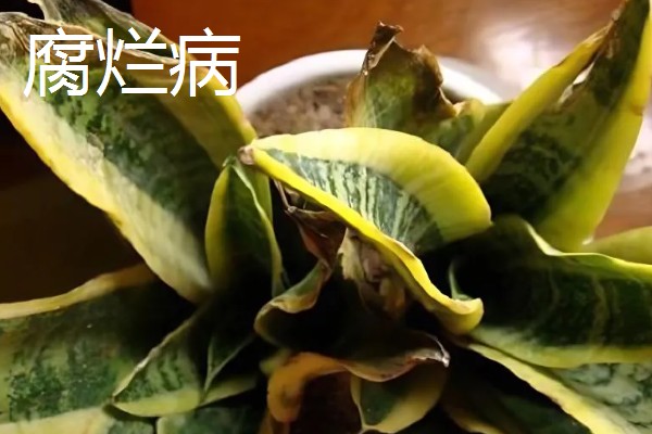 虎皮兰病虫害怎么防治,根据病虫害类型喷施对应药物