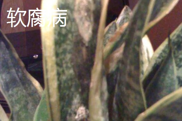 虎皮兰病虫害怎么防治,根据病虫害类型喷施对应药物