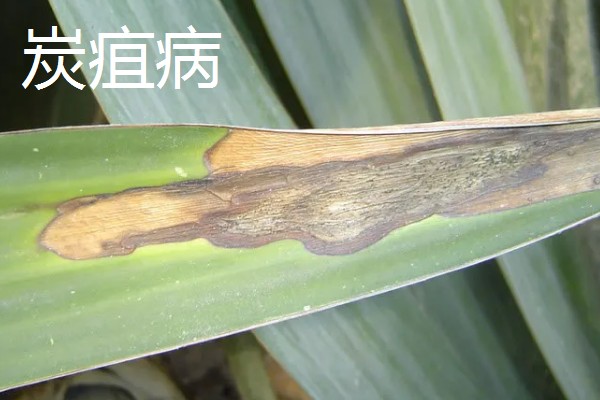 虎皮兰病虫害怎么防治,根据病虫害类型喷施对应药物