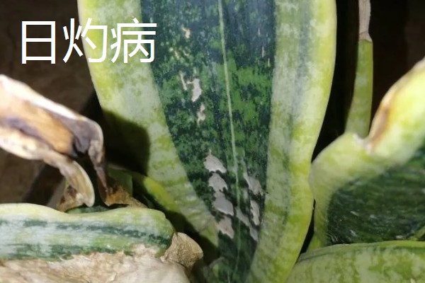 虎皮兰病虫害怎么防治,根据病虫害类型喷施对应药物