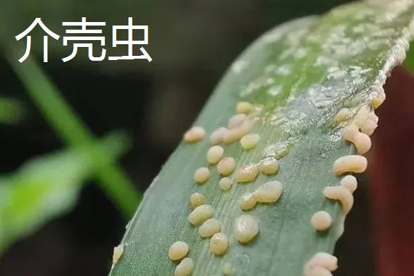 虎皮兰病虫害怎么防治,根据病虫害类型喷施对应药物