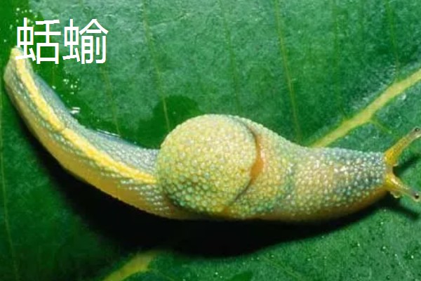 虎皮兰病虫害怎么防治,根据病虫害类型喷施对应药物