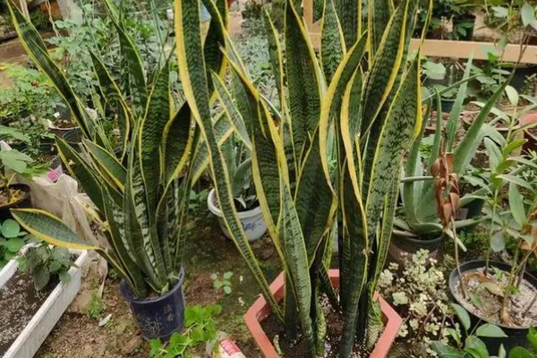 虎皮兰病虫害怎么防治,根据病虫害类型喷施对应药物