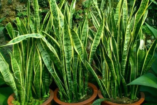 虎皮兰病虫害怎么防治,根据病虫害类型喷施对应药物