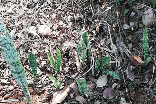 虎皮兰病虫害怎么防治,根据病虫害类型喷施对应药物