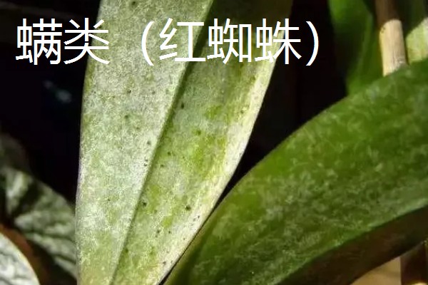 虎皮兰病虫害怎么防治,根据病虫害类型喷施对应药物