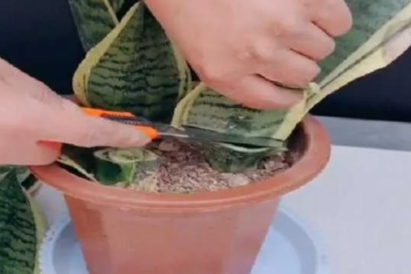 虎皮兰病虫害怎么防治,根据病虫害类型喷施对应药物