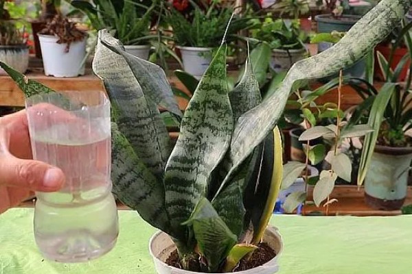 虎皮兰病虫害怎么防治,根据病虫害类型喷施对应药物