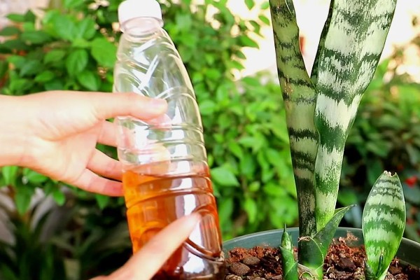 虎皮兰病虫害怎么防治,根据病虫害类型喷施对应药物