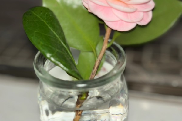 用哪种水给折枝山茶花保鲜，以干净的雨水、湖水、矿泉水为宜