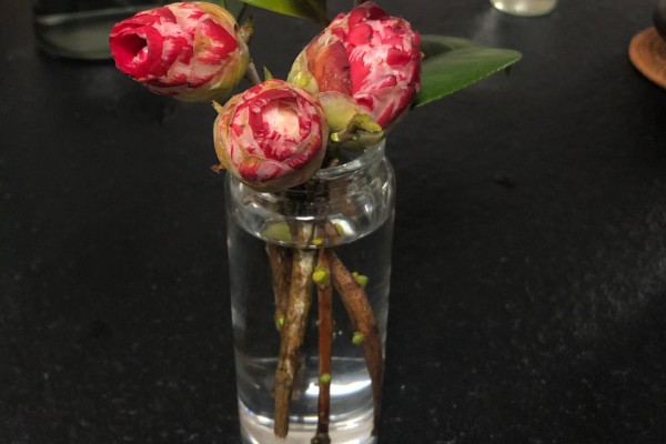 用哪种水给折枝山茶花保鲜，以干净的雨水、湖水、矿泉水为宜