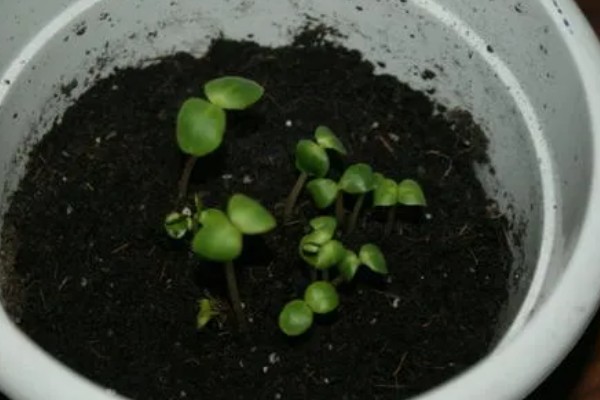 用哪种水给折枝山茶花保鲜，以干净的雨水、湖水、矿泉水为宜