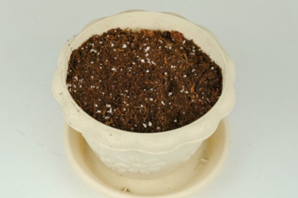 用哪种水给折枝山茶花保鲜，以干净的雨水、湖水、矿泉水为宜