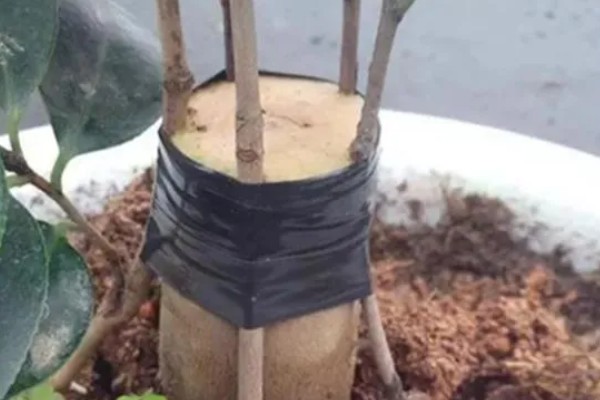 用哪种水给折枝山茶花保鲜，以干净的雨水、湖水、矿泉水为宜