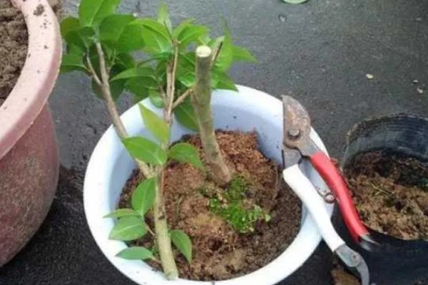 用哪种水给折枝山茶花保鲜，以干净的雨水、湖水、矿泉水为宜