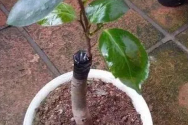 用哪种水给折枝山茶花保鲜，以干净的雨水、湖水、矿泉水为宜