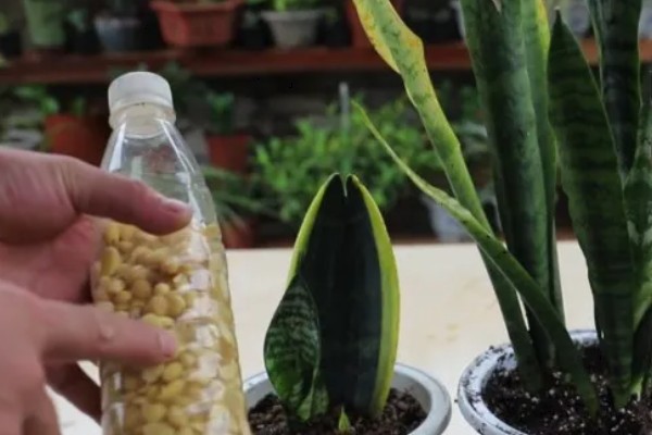 虎皮兰病虫害怎么防治,根据病虫害类型喷施对应药物