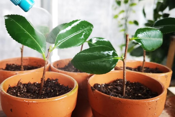 用哪种水给折枝山茶花保鲜，以干净的雨水、湖水、矿泉水为宜
