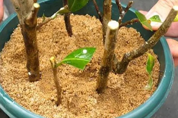 用哪种水给折枝山茶花保鲜，以干净的雨水、湖水、矿泉水为宜