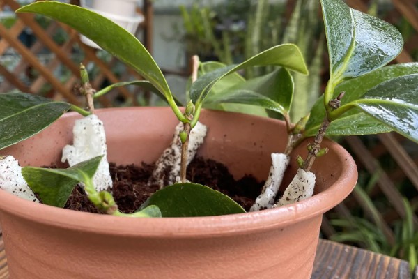 用哪种水给折枝山茶花保鲜，以干净的雨水、湖水、矿泉水为宜