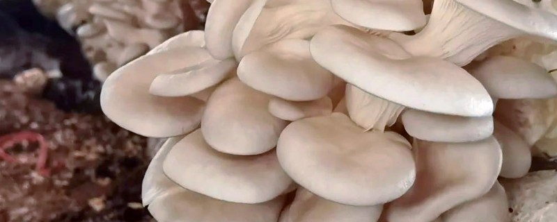 怎样用菌草栽培食用菌，先将菌草切碎放在太阳下晾晒