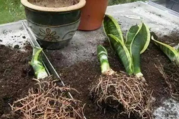 虎皮兰病虫害怎么防治,根据病虫害类型喷施对应药物