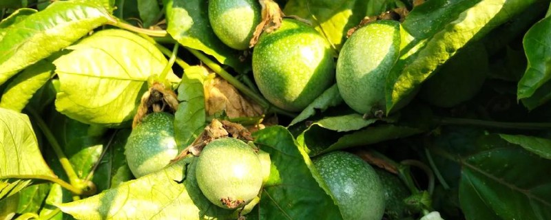 罗汉果与百香果有什么区别,前者属于葫芦科、后者属于西番莲科