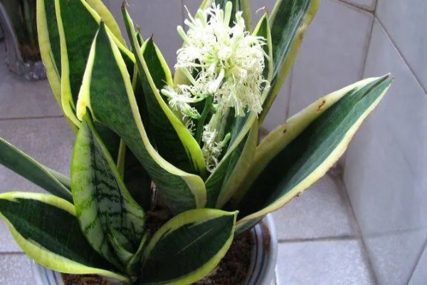 虎皮兰病虫害怎么防治,根据病虫害类型喷施对应药物