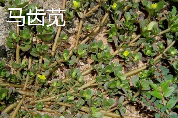 种植野菜的前景,其种植前景非常大