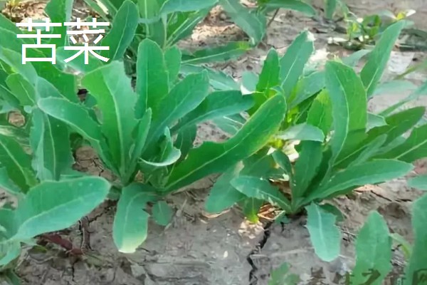 种植野菜的前景,其种植前景非常大