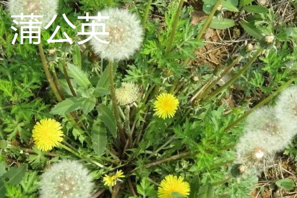种植野菜的前景,其种植前景非常大