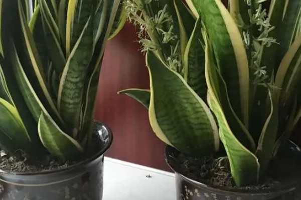 虎皮兰病虫害怎么防治,根据病虫害类型喷施对应药物