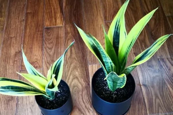 虎皮兰病虫害怎么防治,根据病虫害类型喷施对应药物